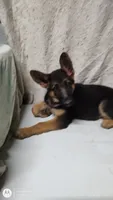 Puppy with big ears, a male German Shepherd Dog for sale in Munfordville, KY – 5 of 5