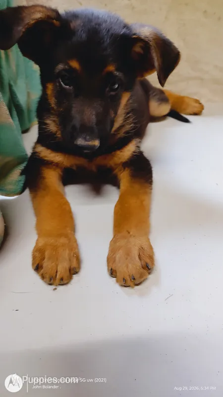 Girl Red Collar – German Shepherd Dog puppy for sale in Munfordville, KY