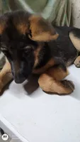Girl Red Collar, a female German Shepherd Dog for sale in Munfordville, KY – 6 of 6