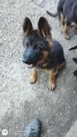 Longhair, a male German Shepherd Dog for sale in Munfordville, KY – 5 of 5