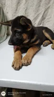 Girl Red Collar, a female German Shepherd Dog for sale in Munfordville, KY – 5 of 6