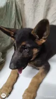 Puppy with big ears, a male German Shepherd Dog for sale in Munfordville, KY – 2 of 5