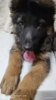Longhair, a male German Shepherd Dog for sale in Munfordville, KY – 4 of 5
