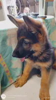 Boy/ Green Collar, a male German Shepherd Dog for sale in Munfordville, KY – 1 of 4
