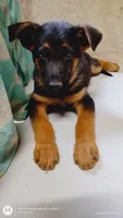 Girl Red Collar, a male German Shepherd Dog for sale in Munfordville, KY – 2 of 4
