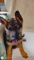 Boy/ Green Collar, a male German Shepherd Dog for sale in Munfordville, KY – 2 of 4