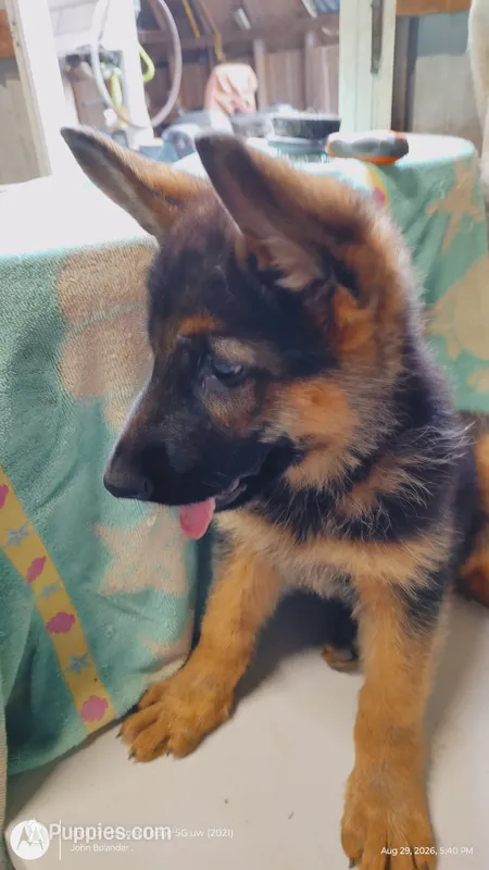 Tomahawk  – German Shepherd Dog puppy for sale in Munfordville, KY