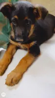 Girl Red Collar, a male German Shepherd Dog for sale in Munfordville, KY – 3 of 4