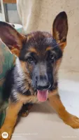 Boy/ Green Collar, a male German Shepherd Dog for sale in Munfordville, KY – 4 of 4