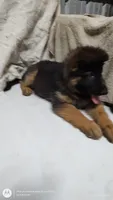 Lebron, a male German Shepherd Dog for sale in Munfordville, KY – 2 of 3