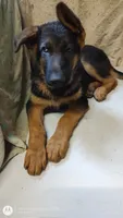Puppy with big ears, a male German Shepherd Dog for sale in Munfordville, KY – 3 of 5