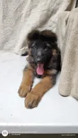 Lebron, a male German Shepherd Dog for sale in Munfordville, KY – 3 of 3