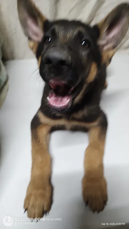 Puppy with big ears – German Shepherd Dog puppy for sale in Munfordville, KY