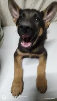 Puppy with big ears, a male German Shepherd Dog for sale in Munfordville, KY – 1 of 5