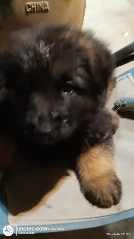 Lebron – German Shepherd Dog puppy for sale in Munfordville, KY