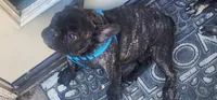 Nova, a male French Bulldog for sale in Castaic, CA – 7 of 8