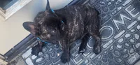 Nova, a male French Bulldog for sale in Castaic, CA – 5 of 8