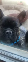Nova, a male French Bulldog for sale in Castaic, CA – 2 of 8