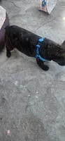 Nova, a male French Bulldog for sale in Castaic, CA – 8 of 8