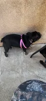 Luna, a female French Bulldog for sale in Castaic, CA – 5 of 5