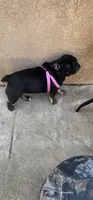 Luna, a female French Bulldog for sale in Castaic, CA – 4 of 5