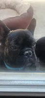 Nova, a male French Bulldog for sale in Castaic, CA – 3 of 8