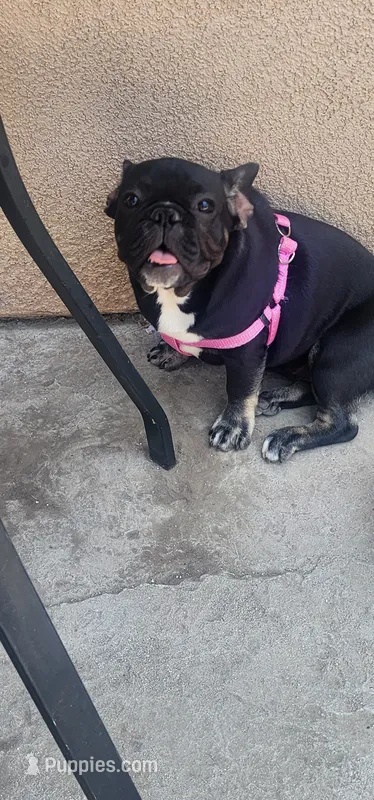 Luna – French Bulldog puppy for sale in Castaic, CA