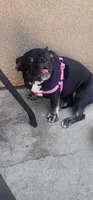 Luna, a female French Bulldog for sale in Castaic, CA – 2 of 5