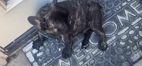 Nova, a male French Bulldog for sale in Castaic, CA – 6 of 8
