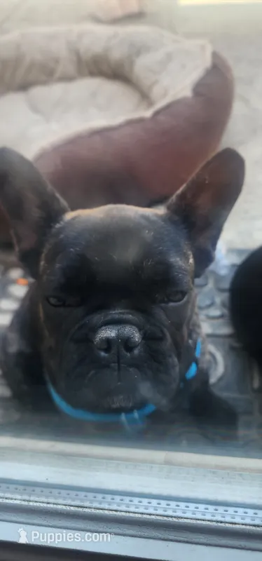 Nova – French Bulldog puppy for sale in Castaic, CA