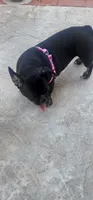 Luna, a female French Bulldog for sale in Castaic, CA – 3 of 5