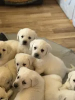 Duke, a male Labrador Retriever for sale in Evansville, WI – Photo 3 of 5