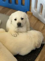 Duke, a male Labrador Retriever for sale in Evansville, WI – Photo 5 of 5