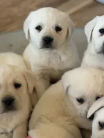 Duke, a male Labrador Retriever for sale in Evansville, WI – Photo 2 of 5