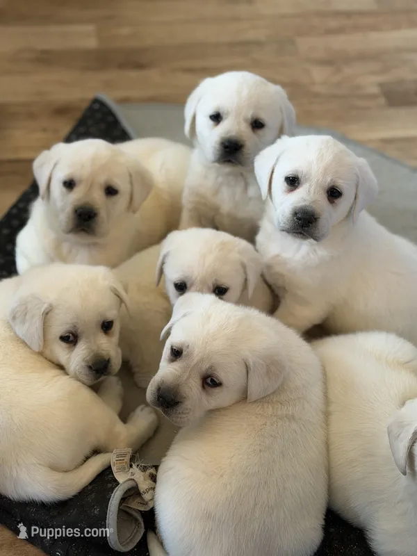 Duke – Labrador Retriever puppy for sale in Evansville, WI