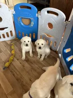 Ginger, a female Labrador Retriever for sale in Evansville, WI – Photo 3 of 5