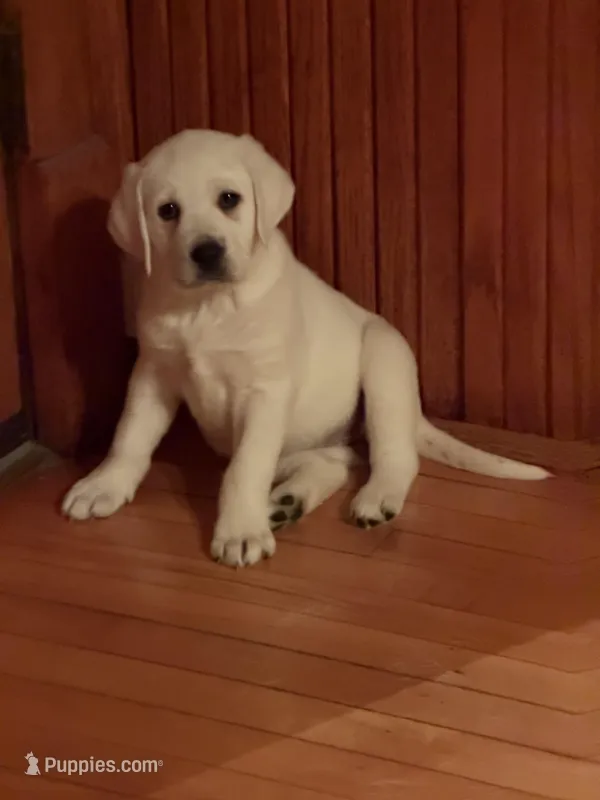 Ginger – Labrador Retriever puppy for sale in Evansville, WI
