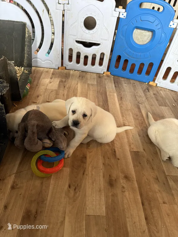 Ginger, a female Labrador Retriever for sale in Evansville, WI – Photo 1 of 5