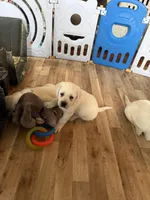 Ginger, a female Labrador Retriever for sale in Evansville, WI – Photo 1 of 5