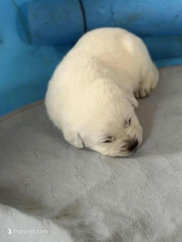 Diamond – Labrador Retriever puppy for sale in Evansville, WI