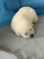 Diamond, a female Labrador Retriever for sale in Evansville, WI – Photo 1 of 7