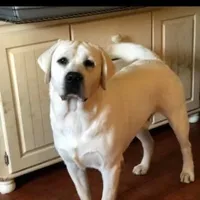 Diamond, a female Labrador Retriever for sale in Evansville, WI – Photo 3 of 7