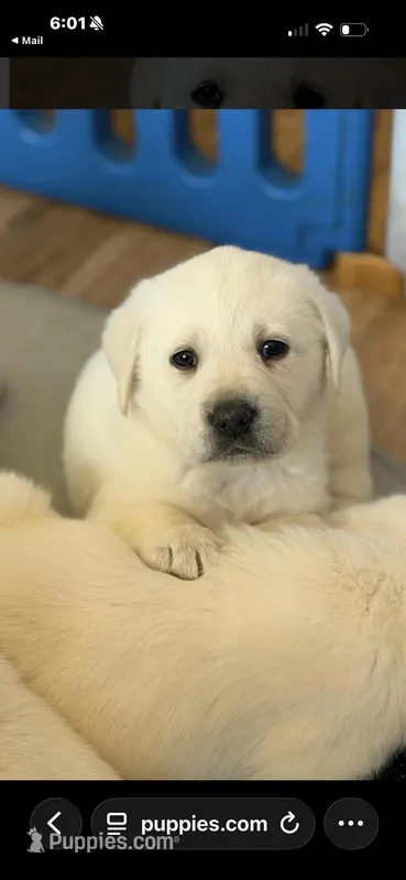 Donny – Labrador Retriever puppy for sale in Evansville, WI