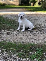 Diamond, a female Labrador Retriever for sale in Evansville, WI – Photo 7 of 7