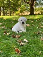 Diamond, a female Labrador Retriever for sale in Evansville, WI – Photo 4 of 7