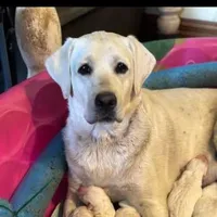 Diamond, a female Labrador Retriever for sale in Evansville, WI – Photo 5 of 7