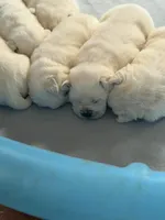 Diamond, a female Labrador Retriever for sale in Evansville, WI – Photo 2 of 7