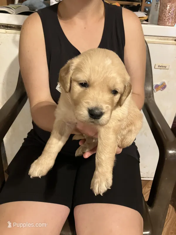 Doris – Golden Retriever puppy for sale in Harmony, NC