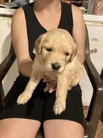 Doris, a female Golden Retriever for sale in Harmony, NC – 1 of 3