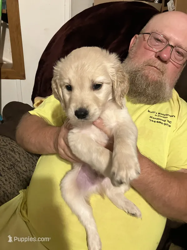 Doc – Golden Retriever puppy for sale in Harmony, NC